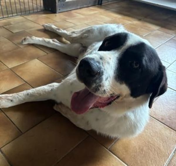 GORILAKI - mit einem Herzen aus Gold