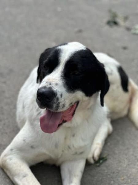 GORILAKI - mit einem Herzen aus Gold