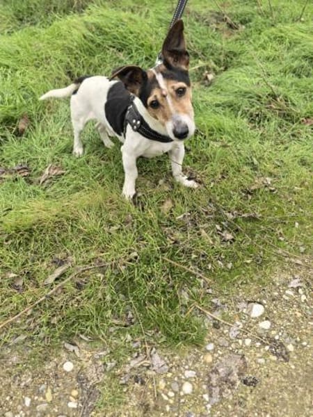 Jack Russel Max such Körbchen