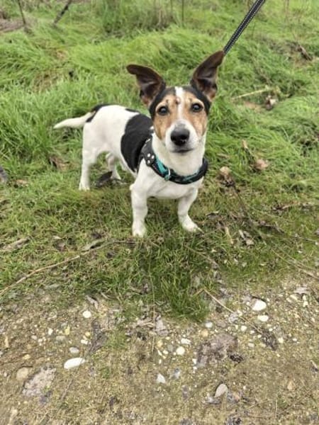 Jack Russel Max such Körbchen