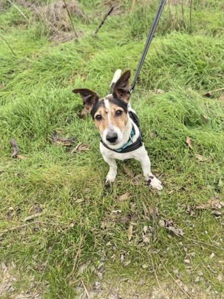 Jack Russel Max such Körbchen