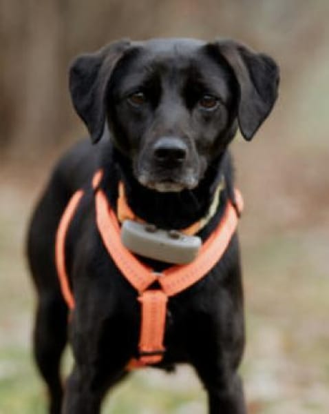 VILA - süße Herzensbrecherin