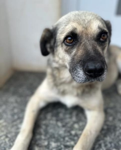 JAMIE - neugierig, lieb und verträglich