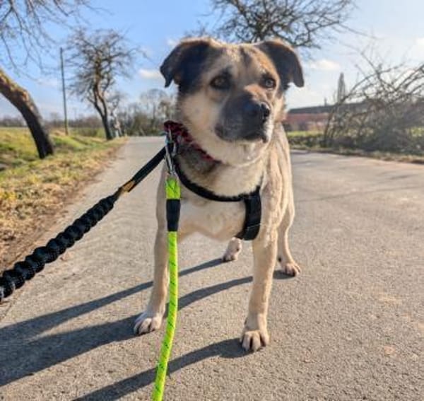 JAMIE - neugierig, lieb und verträglich