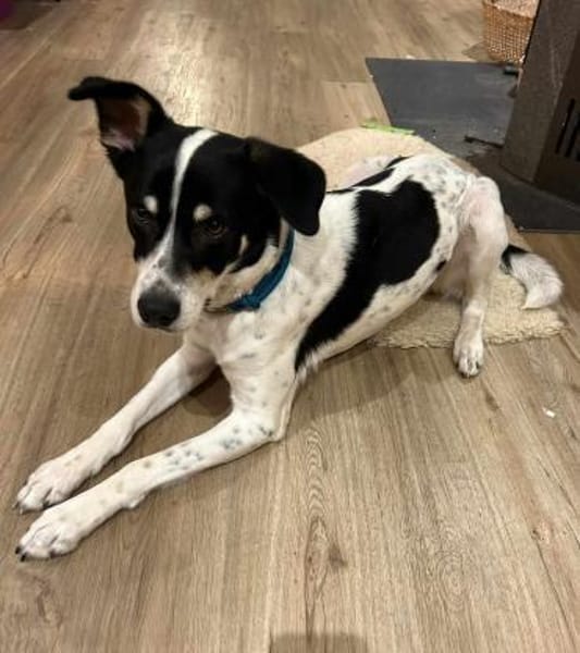 Murphy von kettenlos