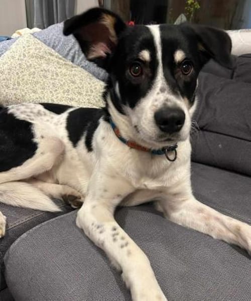 Murphy von kettenlos