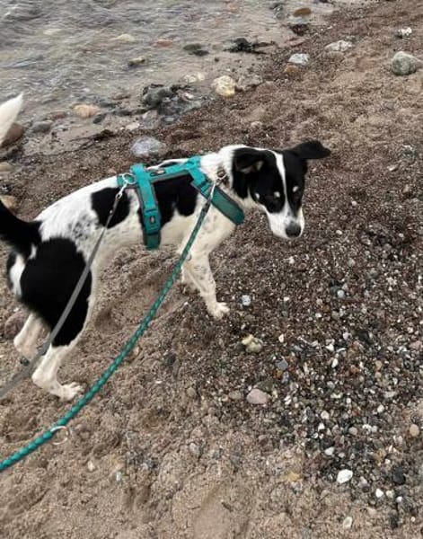 Murphy von kettenlos