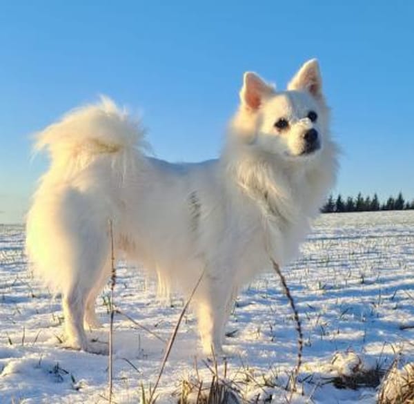 Gino - schüchterner Spitz sucht Zuhause