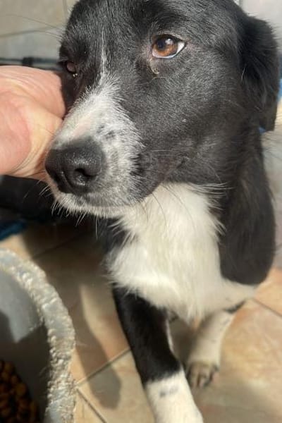 Tilda ❤ zuckersüße Maus sucht Zuhause