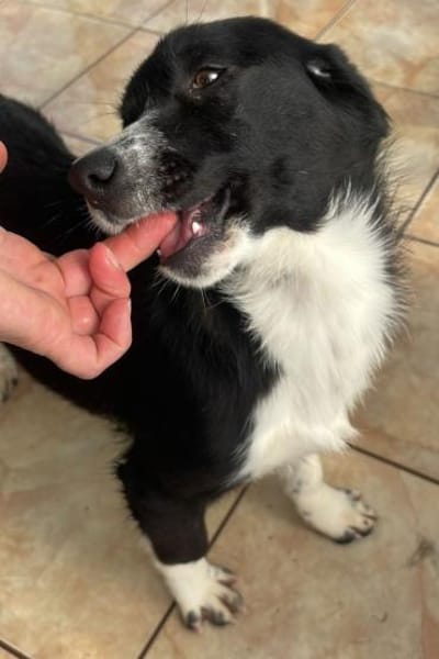 Tilda ❤ zuckersüße Maus sucht Zuhause