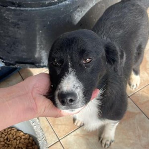 Tilda ❤ zuckersüße Maus sucht Zuhause