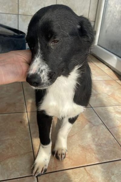 Tilda ❤ zuckersüße Maus sucht Zuhause