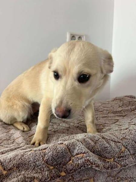 Kleine Lina ❤🐾 sucht noch Familie