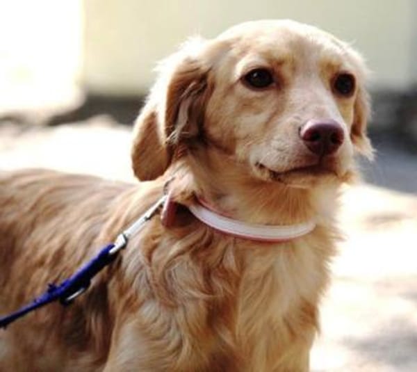 Ist Gabriella (39 cm) nicht bezaubernd?