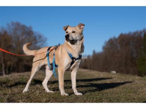 Maron - wartet in 99427 Weimar