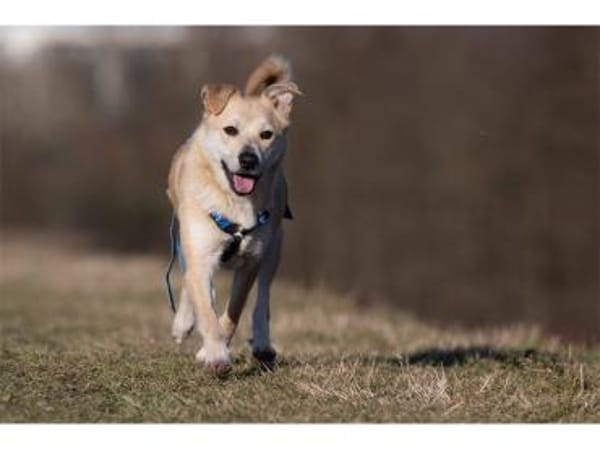 Maron - wartet in 99427 Weimar