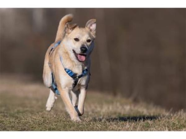 Maron - wartet in 99427 Weimar