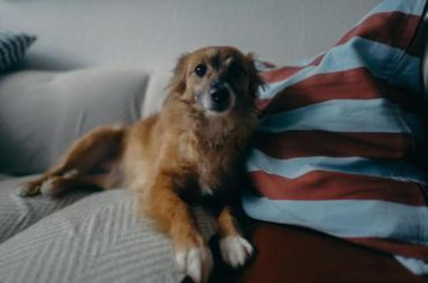 Elenka wartet in Rostock auf PS