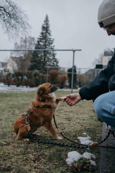 Elenka wartet in Rostock auf PS