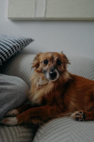 Elenka wartet in Rostock auf PS