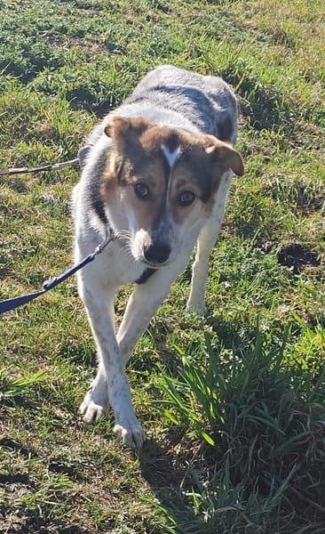 Fidji - unkompliziert sucht Dich