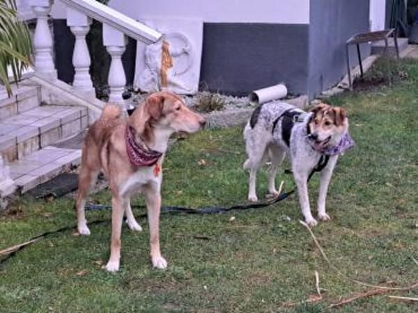 Fidji - unkompliziert sucht Dich