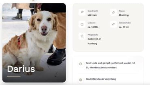Darius wartet auf PS in HH