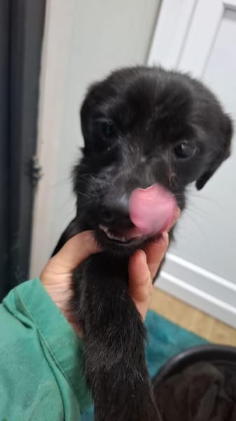 Jax sucht sein Für-immer-Zuhause (C)