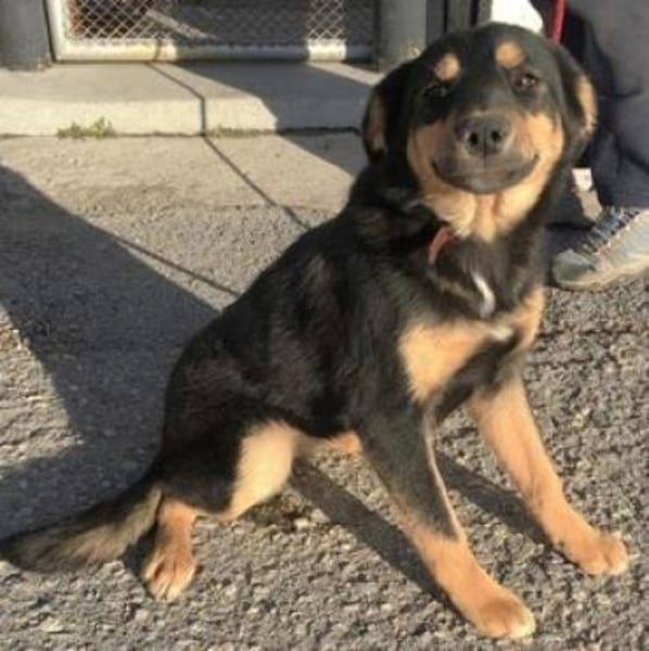 Ally ist so sanftmütig und lieb!