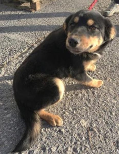 Ally ist so sanftmütig und lieb!