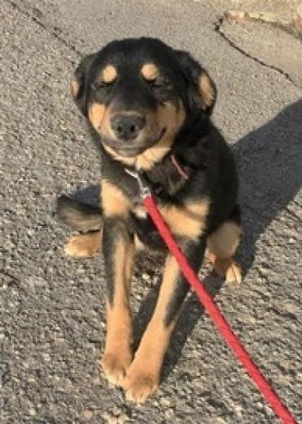 Ally ist so sanftmütig und lieb!