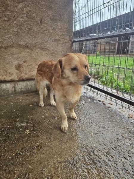 Bruno, auf einer Pflegestelle