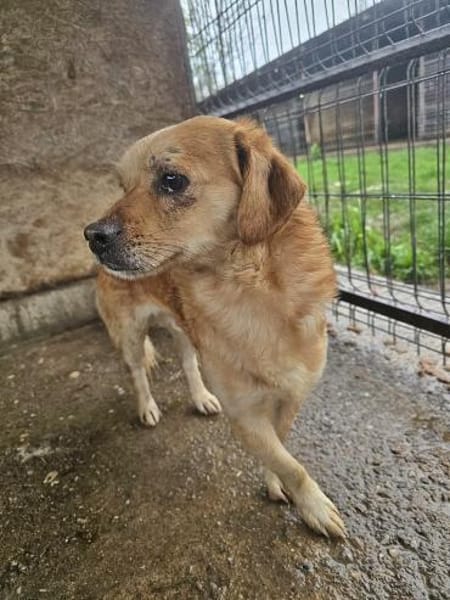 Bruno, auf einer Pflegestelle