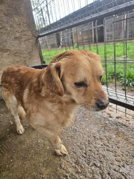 Bruno, auf einer Pflegestelle