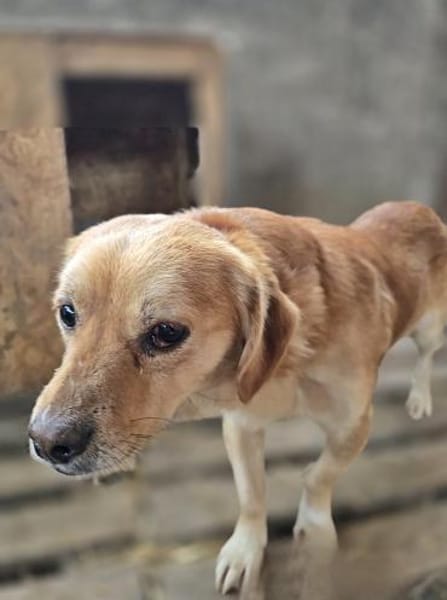 Bruno, auf einer Pflegestelle
