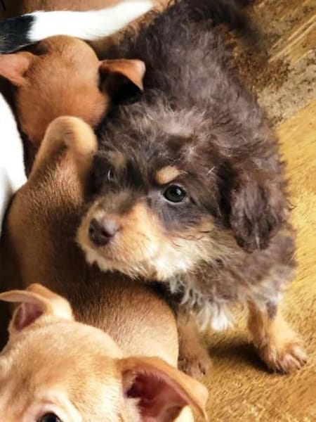 Pepe sein Traum ist eine eigene Familie