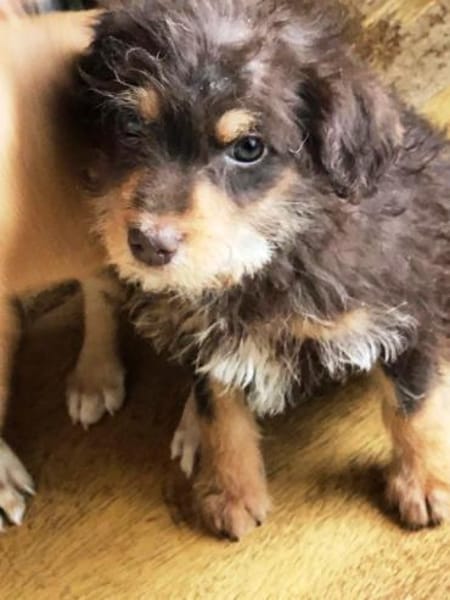 Pepe sein Traum ist eine eigene Familie