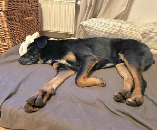 Ikarus, freundlich, aufgeschlossen