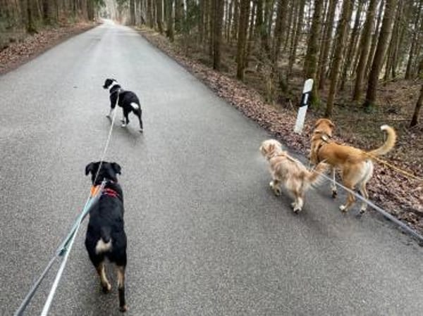 Ikarus, freundlich, aufgeschlossen