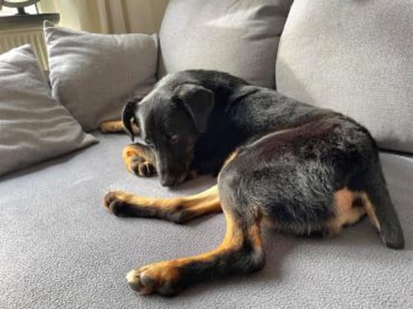 Ikarus, freundlich, aufgeschlossen