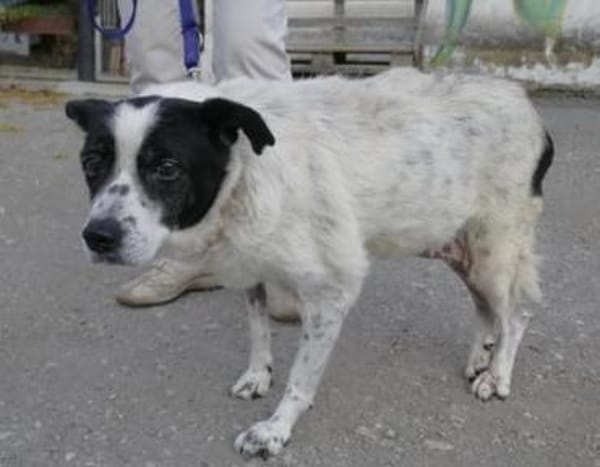 Ulmi ist eine herzensgute Hündin!