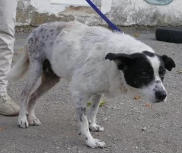 Ulmi ist eine herzensgute Hündin!