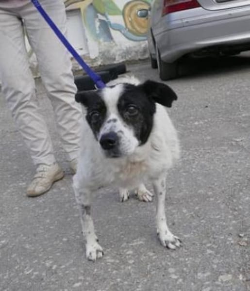 Ulmi ist eine herzensgute Hündin!