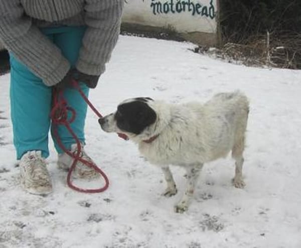 Ulmi ist eine herzensgute Hündin!
