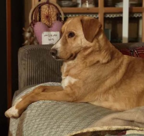 🐾❤ HUGO PS in 91241 Kirchensittenbach