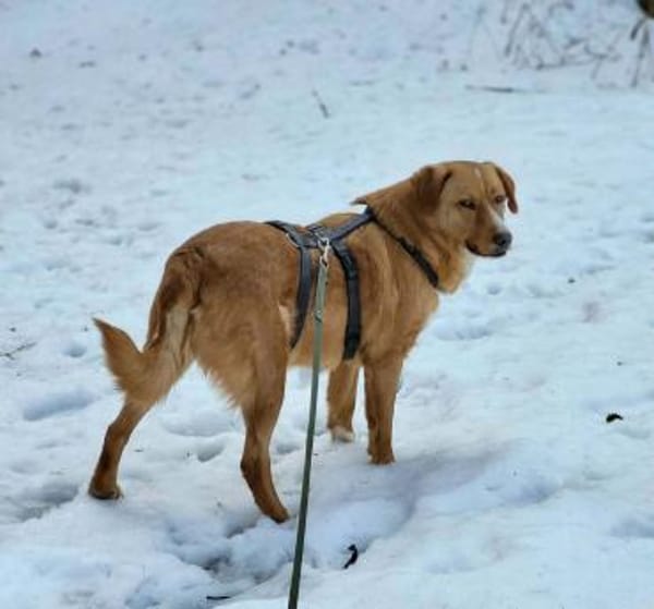 🐾❤ HUGO PS in 91241 Kirchensittenbach