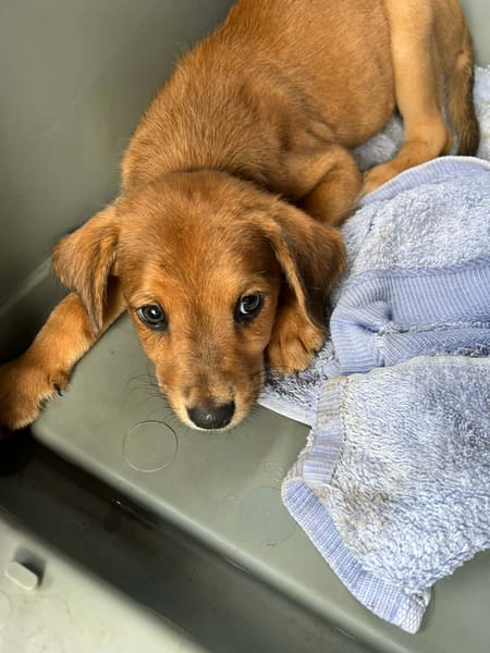 Loki, le plus gentil