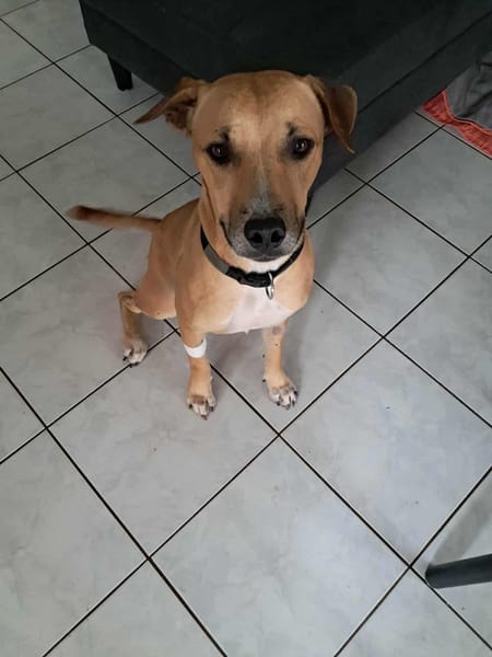 AÏKO la douceur des îles