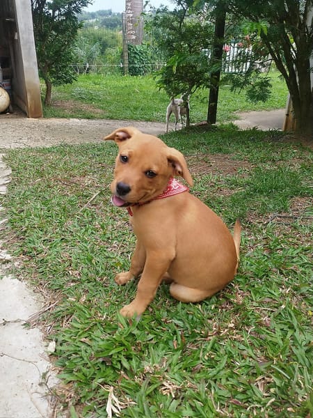 BUGGY la petite joyeuse