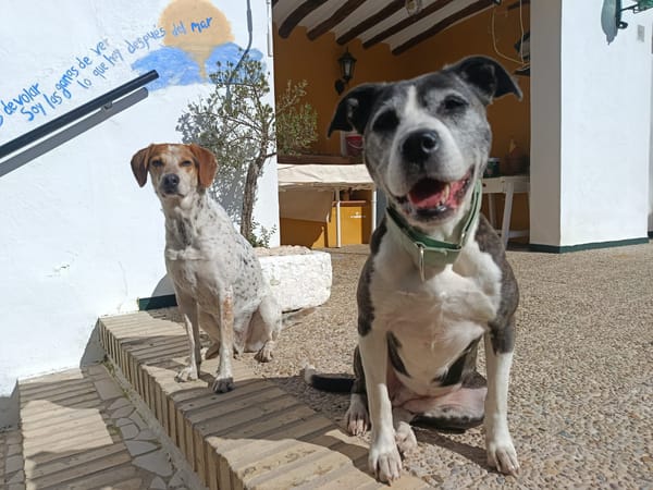 MARYLINN (union animal)